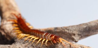 จากยางพาราสู่การจับตะขาบ อาชีพเสริมที่สร้างรายได้ไม่คาดคิด